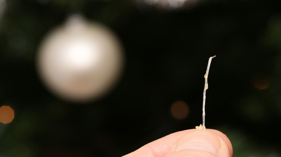 Uviazla vám kosť z vianočného kapra v hrdle? Nepanikárte, takto máte postupovať