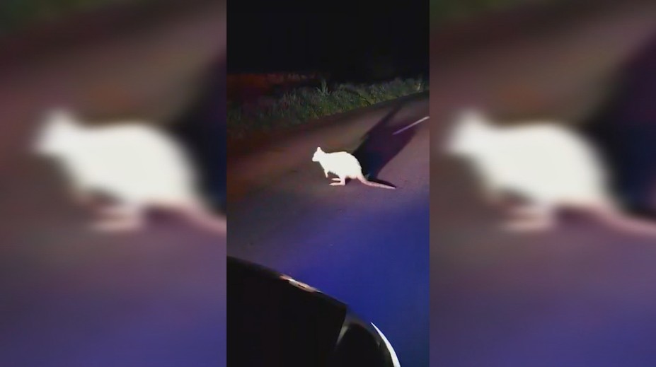 Vodiči pri Trnave takmer onemeli. Cestu im zablokoval klokan