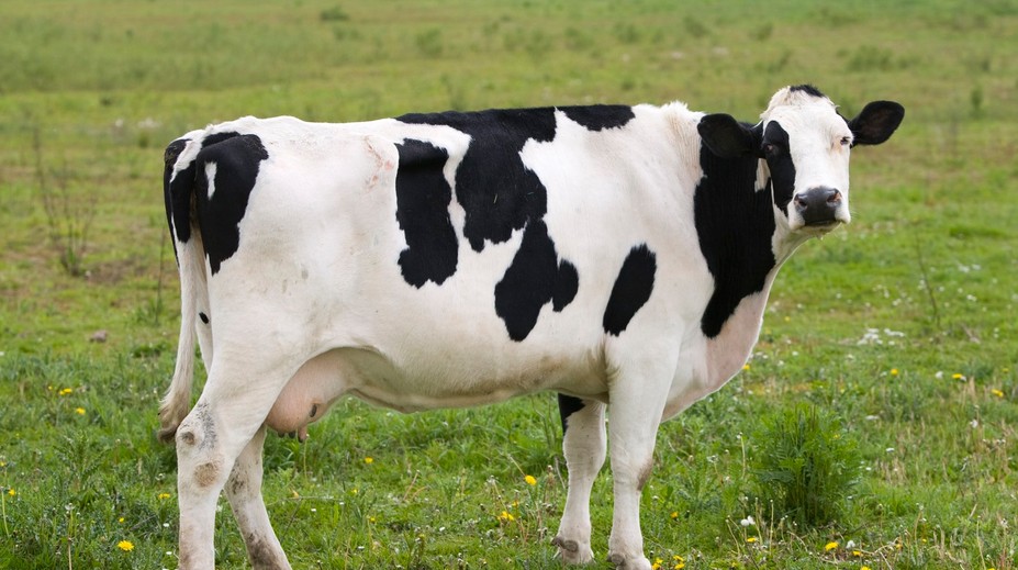 VIDEO: Vás pobaví, no vedcov fascinuje. Krava, ktorá sa sama škriabe metlou