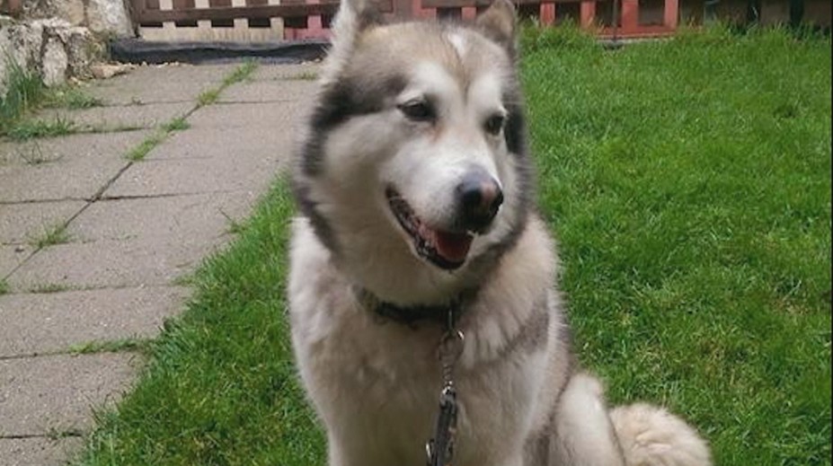 Prípad malamuta, z ktorého si spravili psiu masť: Štvorica mužov dostala trest