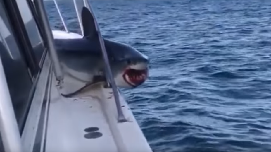 Zábery ako z dramatického filmu. Žralok vyskočil na loď, valila sa z neho krv