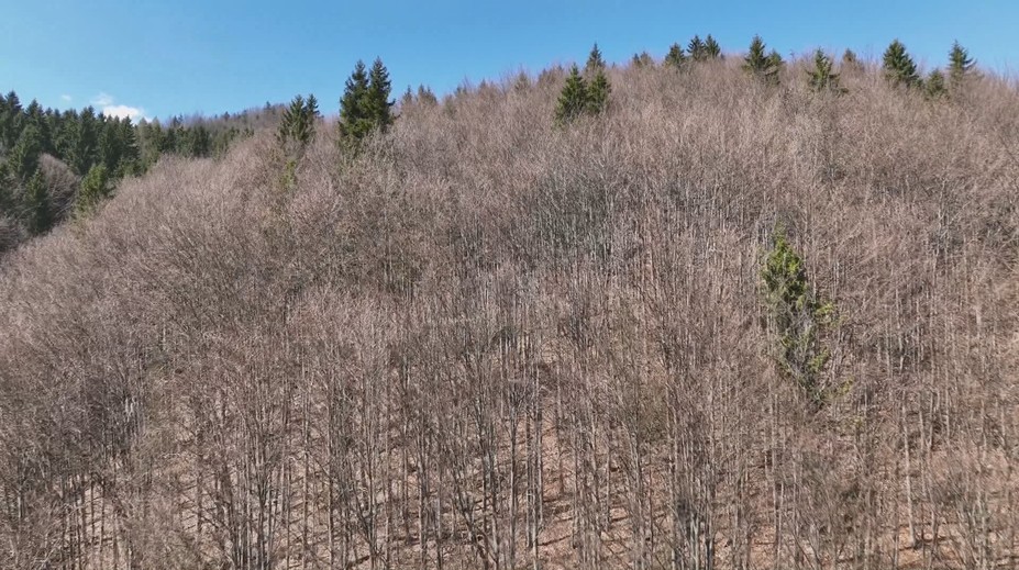 Slovenské lesy trápi sucho. Listnaté stromy sa správajú úplne inak, než je zvykom