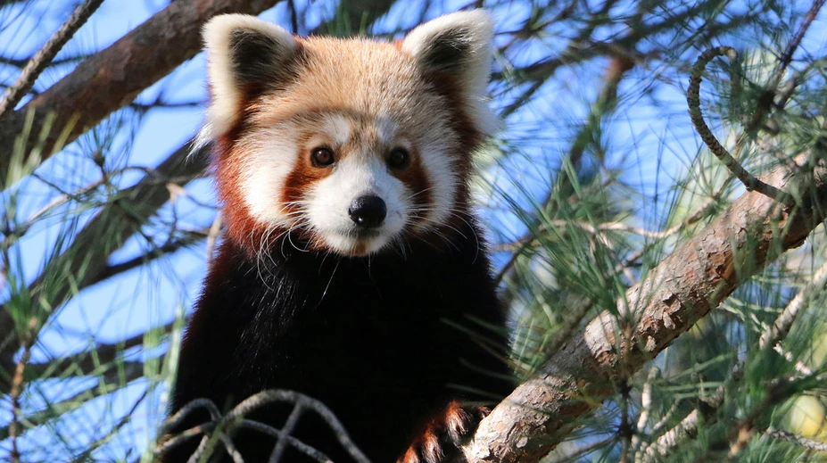 Z francúzskej zoologickej záhrady utiekol ohrozený druh pandy