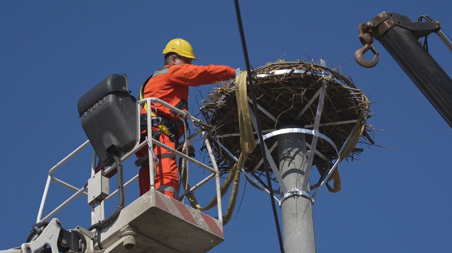 Domov sa vracajú z tisícok kilometrov. Bociany v tejto dedine čaká po zime veľké prekvapenie