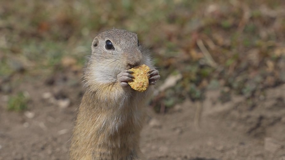 Nečakaný úkaz na Muránskej planine. Poslovia jari sa prebudili skôr