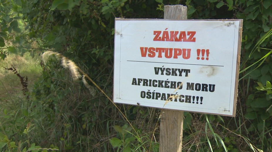 V dvoch poľovných revíroch v Rajeckej doline potvrdili mor ošípaných