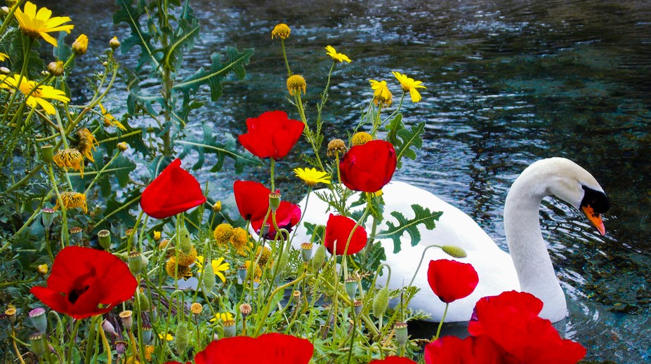 Zdrogované labute na makovom poli si chodia fotiť turisti. Nepovolený vstup na pole je trestný