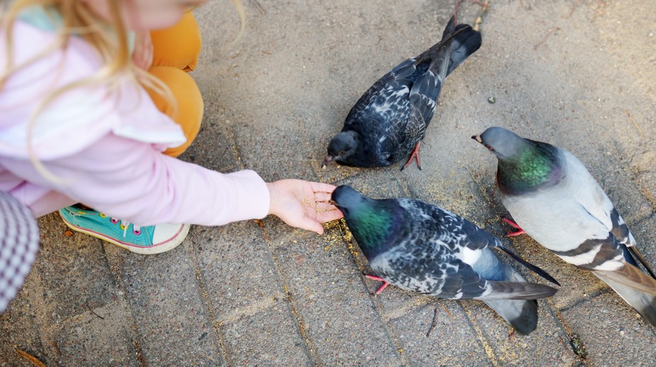 Obeť špecifického vírusu. Dievčatko sa nakazilo ochorením typickým pre holubov