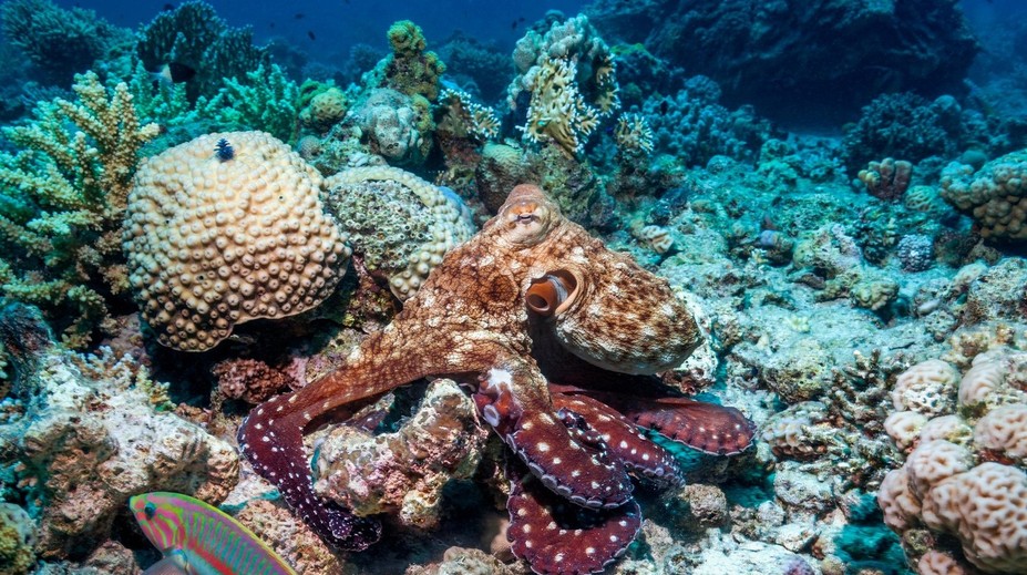 VIDEO: Chobotnice sú ešte inteligentnejšie, ako sme si mysleli. Vedci u nich objavili nečakanú schopnosť