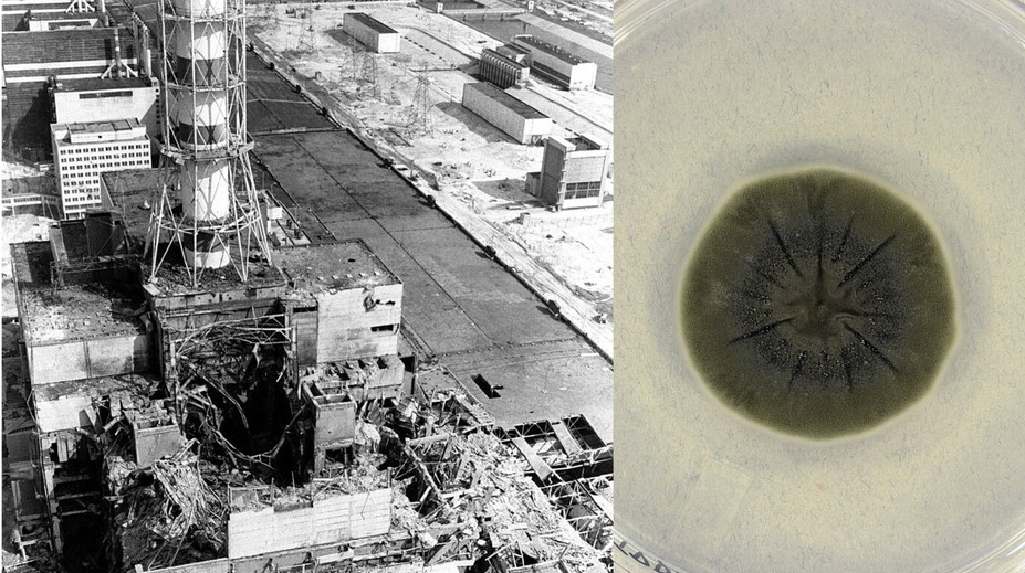 Vedci objavili v Černobyle nový organizmus. Môže ho poháňať „energia“, ktorá by ľudí zabila