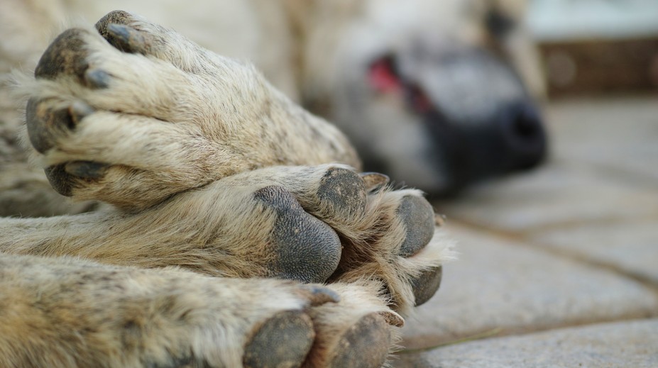 Zdanlivo nevinné prechádzky môžu psom ublížiť. Veterinári varujú pred častou chybou majiteľov