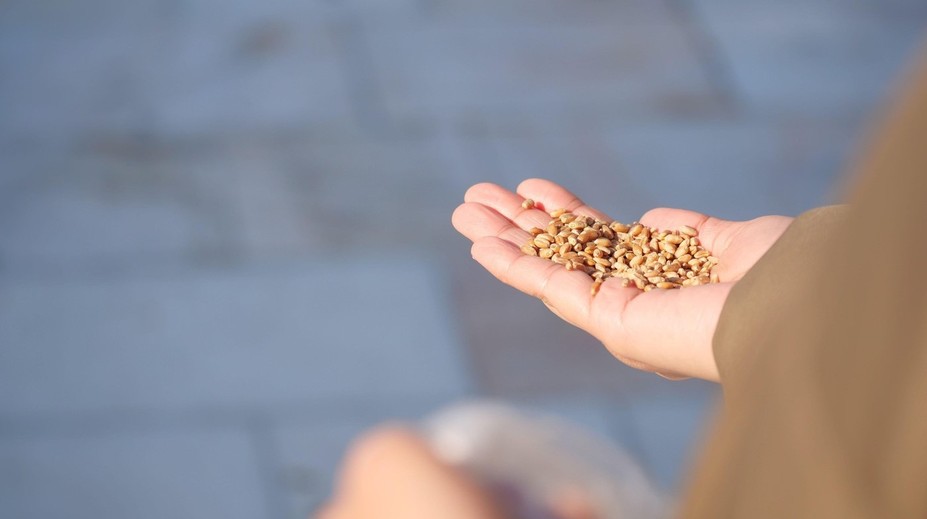 Zvyknete kŕmiť vtáky? V týchto mesiacoch by ste to rozhodne robiť nemali