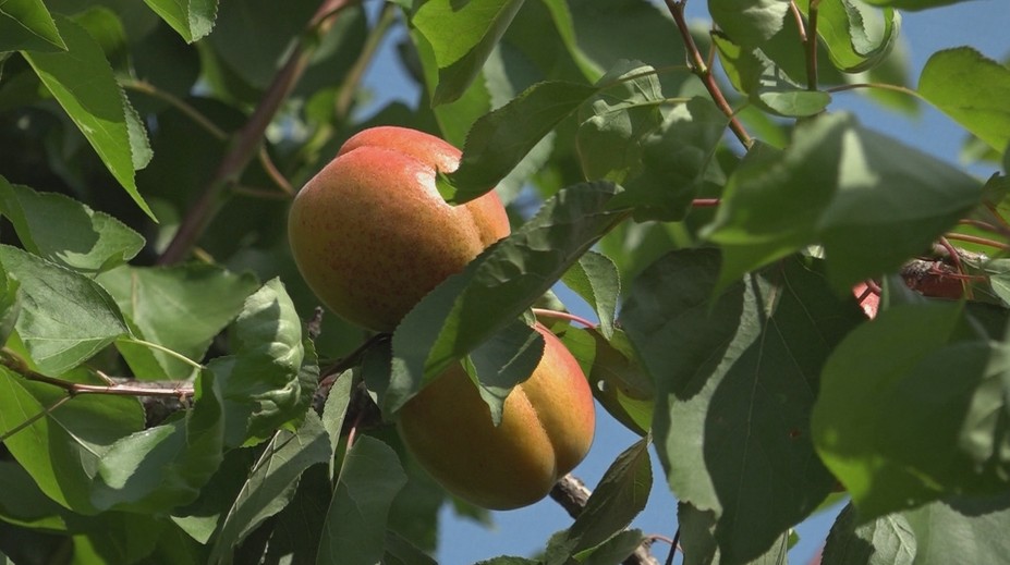 Čoraz vzácnejšie ovocie dozrelo, samo zber sa začal. Milovníkov marhuľovice však nepotešíme