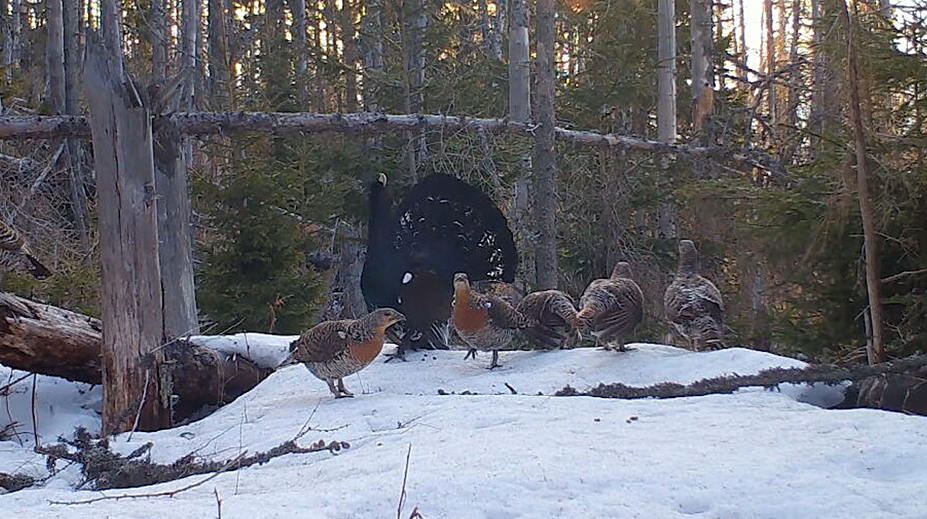 Tarabov rezort ustupuje pri lokalitách s hlucháňom. Naopak, zjazdovky ostávajú v zóne s nižším stupňom ochrany