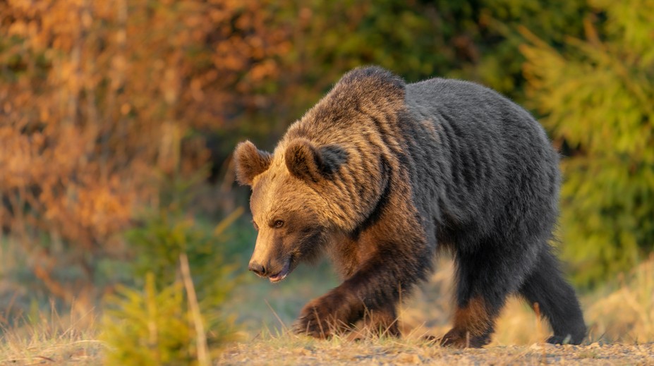 Útok medveďa na manželský pár. Dvojica bola na prechádzke nad obcou Pribylina