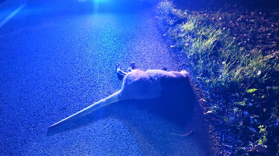 Prežila zimu aj nástrahy predátorov. Kengure z Liptova sa stala osudným zrážka s autom