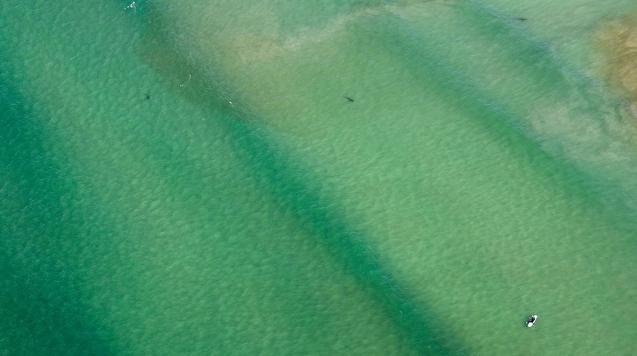 Vo vode nebola zďaleka sama. Keby toto tušila, prchá preč