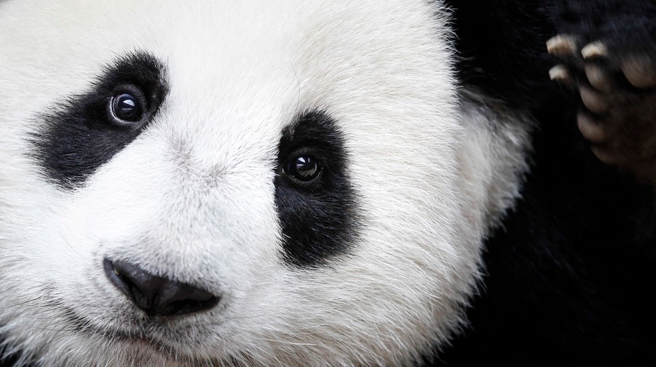 Panda veľká už nie je ohrozený druh