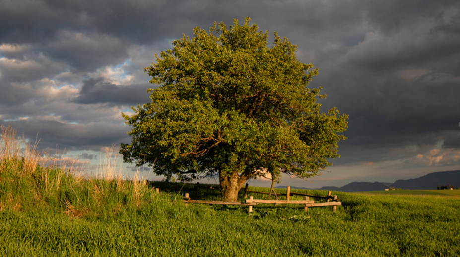 Slovensko zabodovalo v Európe. Unikátny strom získal prestížne druhé miesto