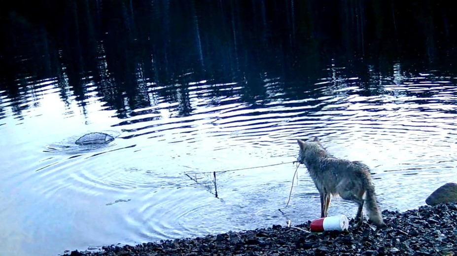 VIDEO: Poškodené pasce boli dlho záhadou. Vlci v Kanade prekvapili vedcov svojimi schopnosťami