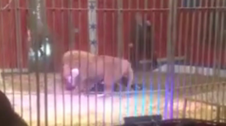 Teror v cirkuse. Lev chytil krotiteľa pod krk a vláčil ho po zemi