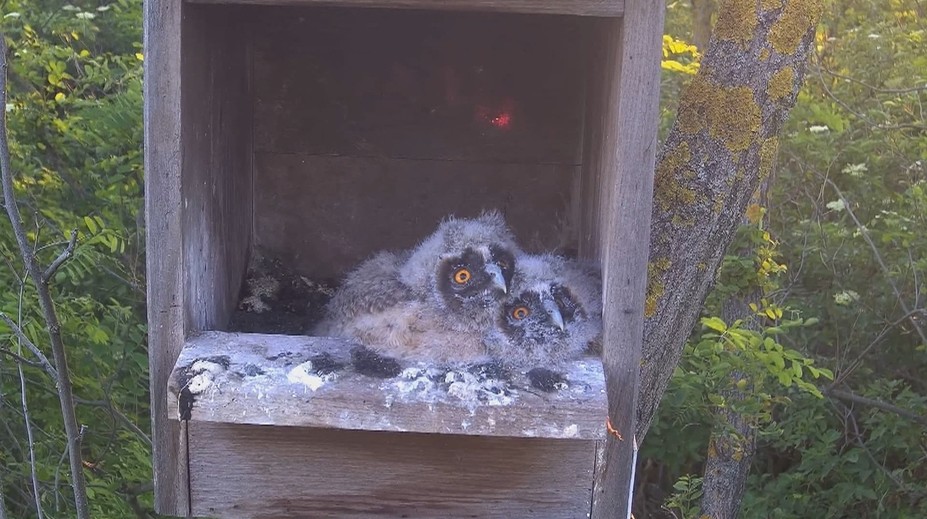 Zo sovíčat, ktoré vyrastali pred webkamerou, sa stali polosiroty. Mamu zabil predátor