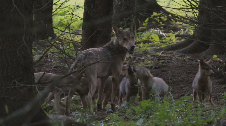 Posledný deň. Podať pripomienky k zámeru novej vlády strieľať vlky je možné do polnoci