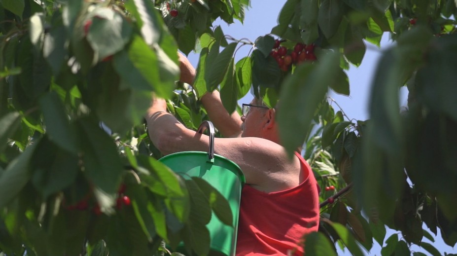 Po jahodách prišli na rad čerešne. Ovocinári opäť zvolávajú ľudí do sadov na samozber