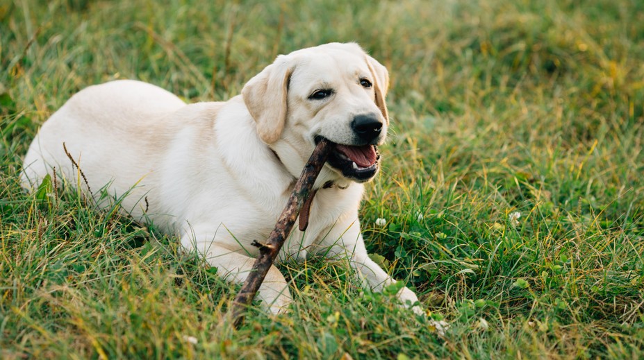 Práca snov? Rodina ponúka takmer 70-tisíc ročne za starostlivosť o ich psa