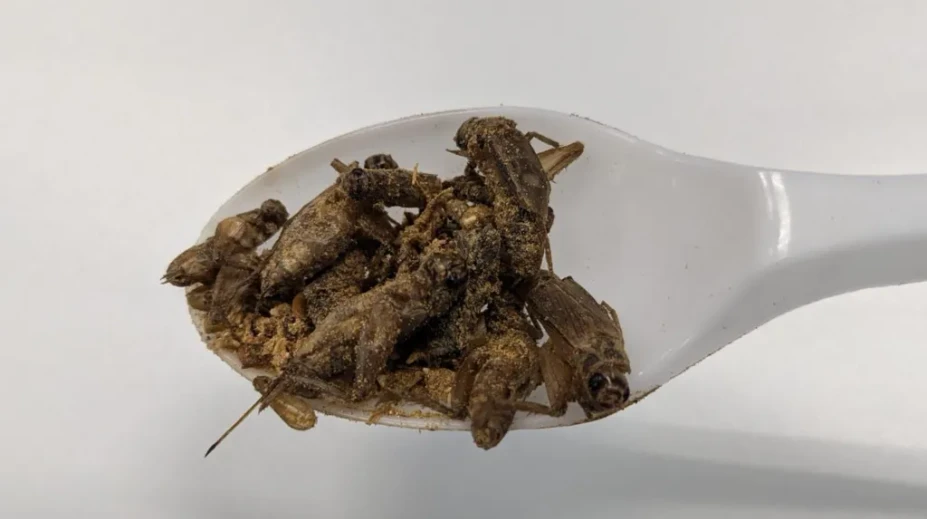 Netradičná diéta, ktorá vás prekvapí: Budete sa čudovať, aké jedlá odporúčajú šéfkuchári