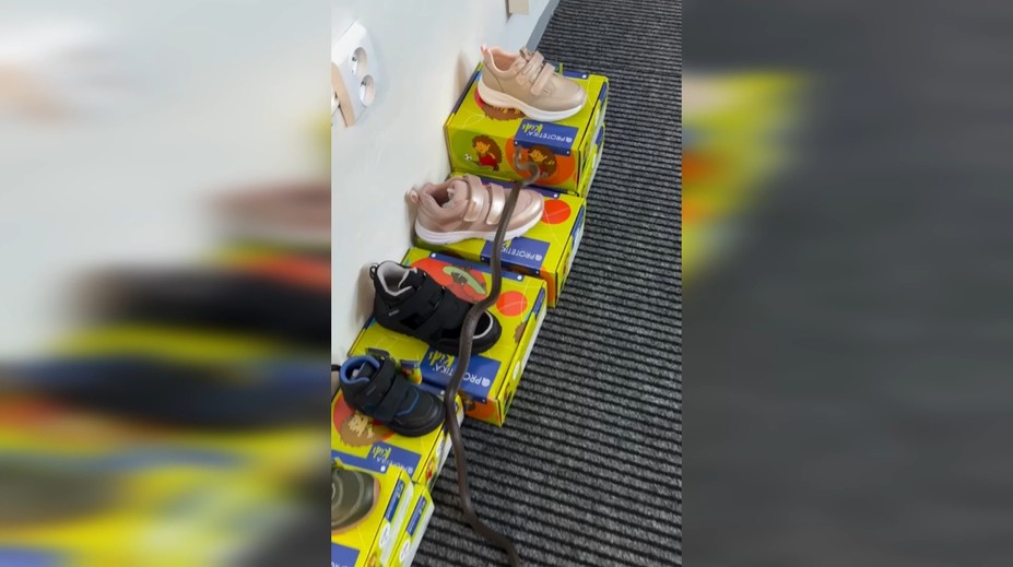 VIDEO: Medzi krabicami v obchode sa plazil had. Hasič ho naháňal po celej predajni