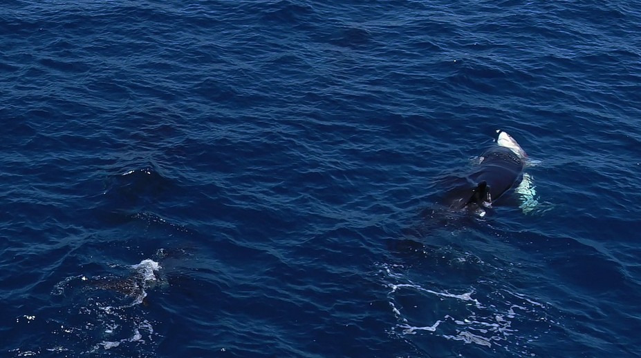 VIDEO: Najobávanejší tvor oceánov už nie je vrchole potravinového reťazca. Žralok modrý našiel svojho predátora