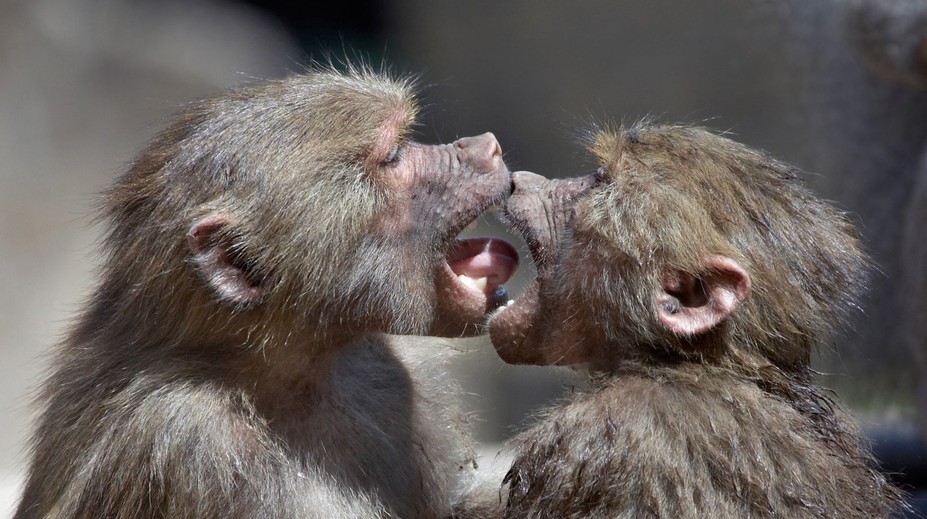 Vedci skúmali pôvod bozku. Zrejme sa bozkávali už naši prapredkovia spred viac než 20 miliónov rokov