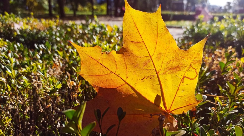 Čaká nás typické jesenné počasie. Rátajte so zvýšenou oblačnosťou aj s hmlou