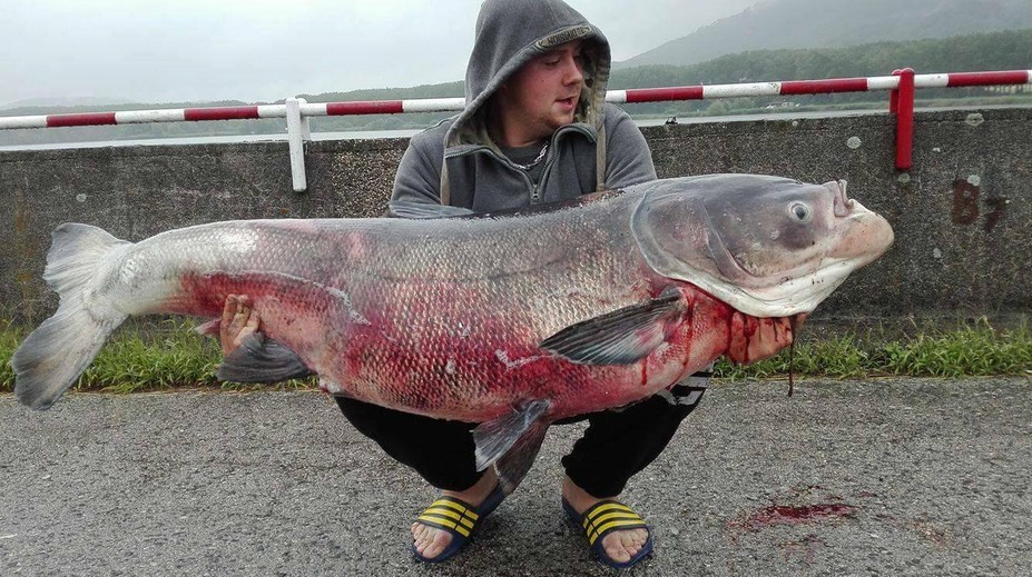 Z Bukovej priehrady vytiahol tolstolobika, ktorý vážil ako dospelá žena