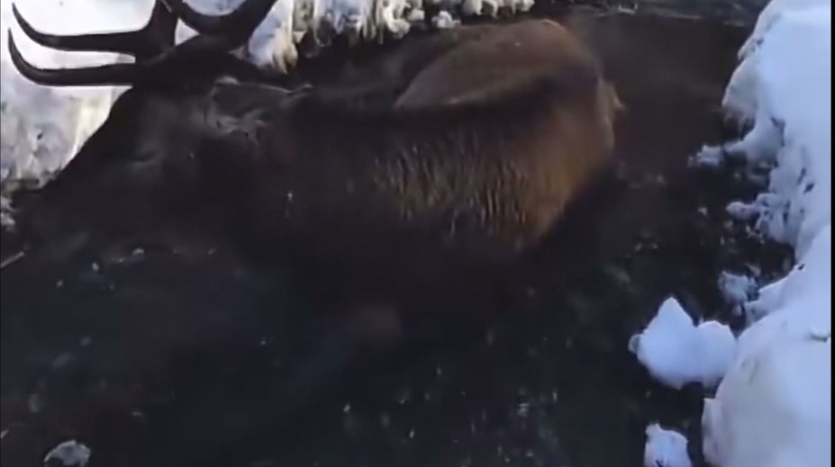 Pohľad, ktorý vháňa slzy do očí. Vo Vysokých Tatrách ležal v potoku zranený jeleň, odborníci odmietli zasiahnuť