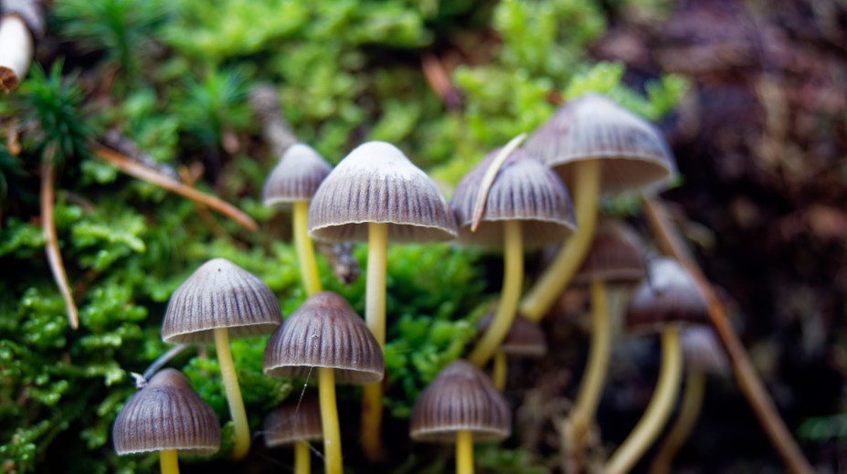 „Magické“ huby, ktoré rastú aj u nás, vyvolávajú stavy ako LSD. Háčik je v tom, že sa po nich môžete zblázniť