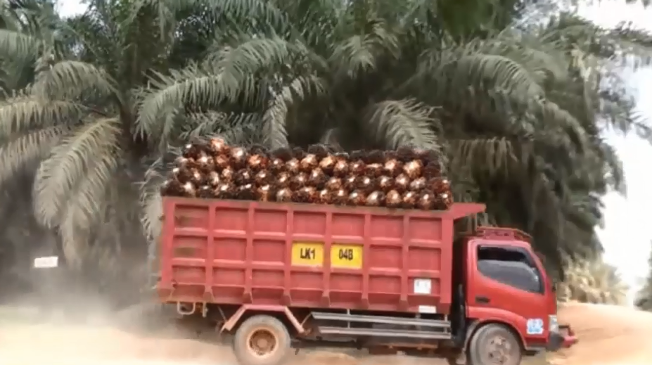 Šokujúce zistenie o palmovom oleji. Súvisí s rakovinou