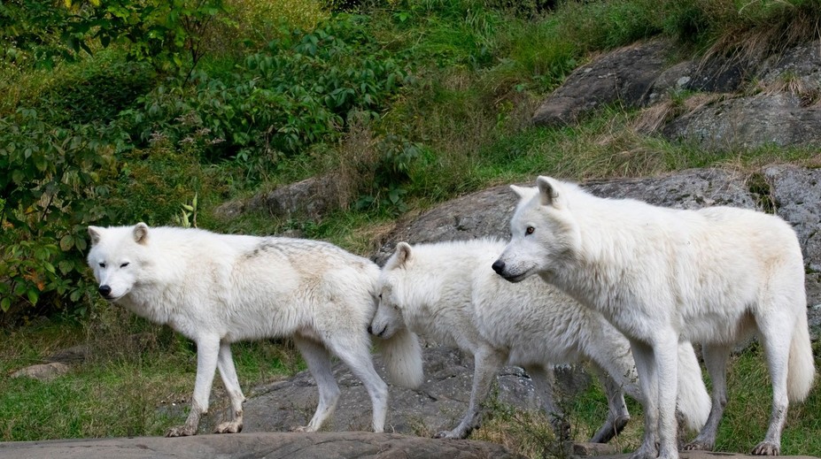 Nešťastie v safari parku neďaleko Paríža. Ženu napadli tri vlky, jej stav je kritický