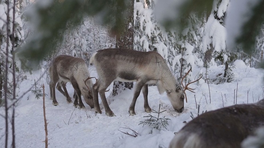 Sob Rudolf nie je len symbolom Vianoc. Žije vo Fínsku a ľudia chodia zisťovať, čo robí zvyšných 364 dní v roku