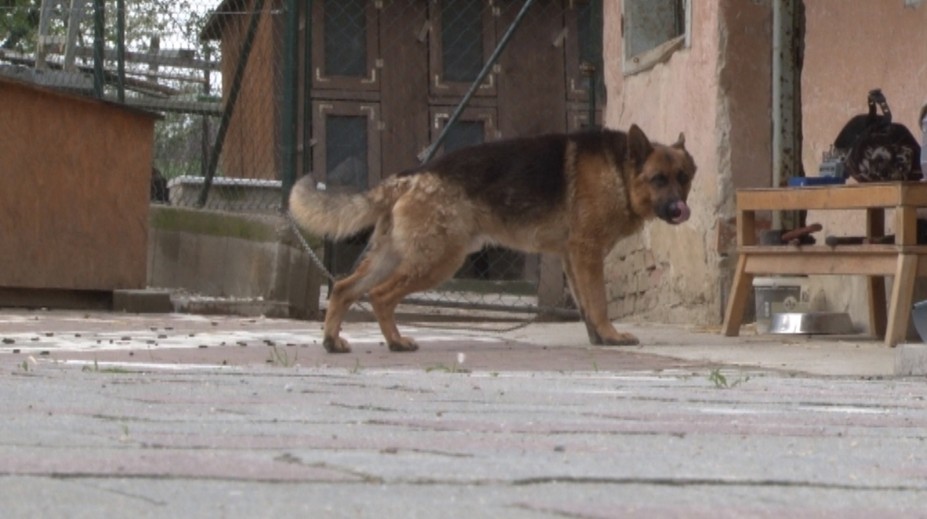 Ďalší útok psa. Vlčiak sa vrhol na poštárku a hrýzol ju do hlavy