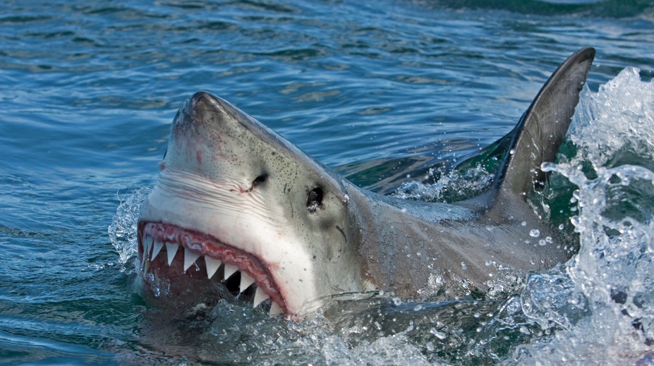 Austrálsky surfer zomrel po útoku žraloka v Novej Kaledónii