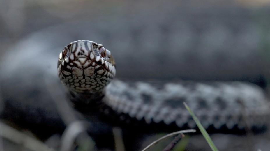 Jedovatý had v Chorvátsku: Hra na záhrade sa pre 6-ročného chlapca zmenila na boj o život