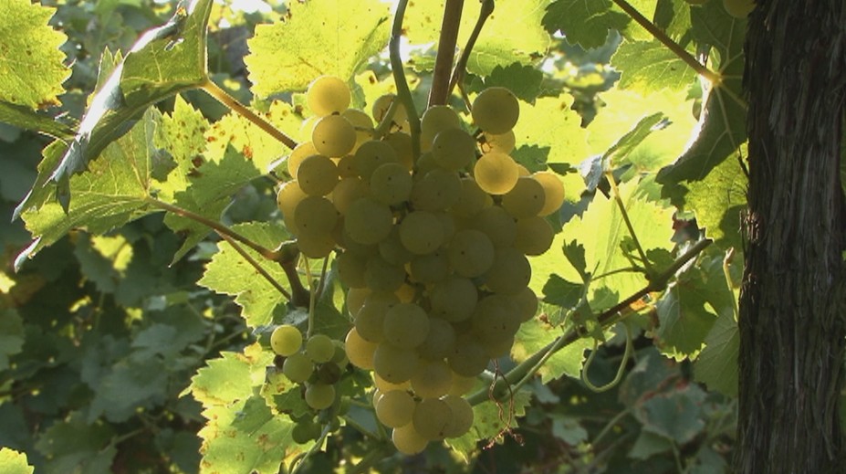 Horúčavy obrátili prírodu hore nohami. Na Slovensku už začali oberať vinice