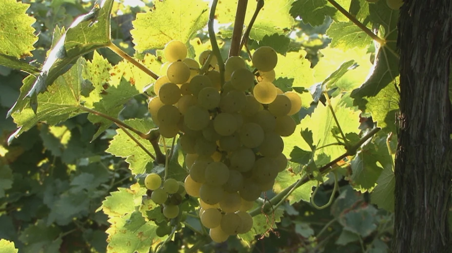 Horúčavy obrátili prírodu hore nohami. Na Slovensku už začali oberať vinice