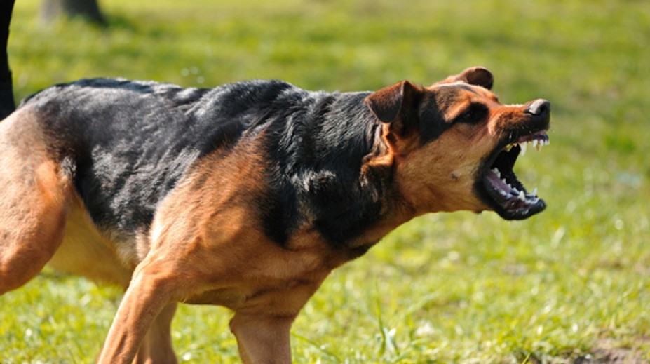 Útoky svorky túlavých psov vystrašili dedinčanov: Za týždeň zabili šesť detí