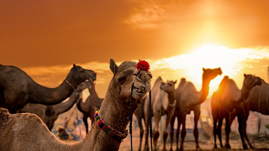 Súťaž krásy tiav toto ešte nezažila. Majitelia vylepšili svoje zvieratá botoxom
