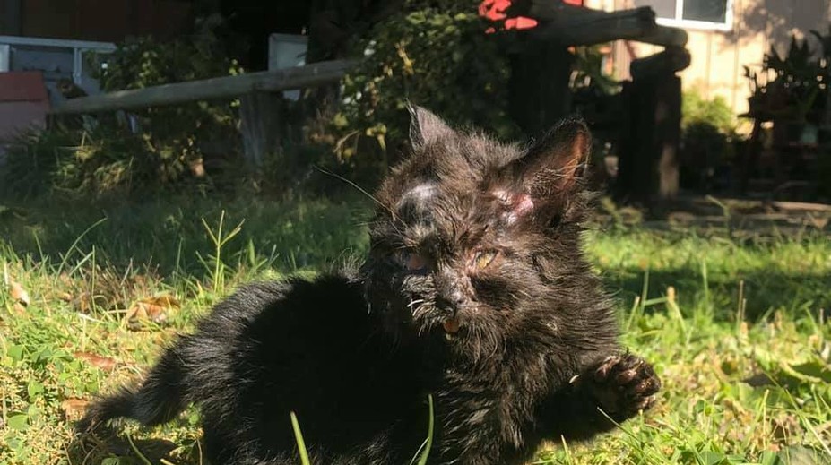 Nebývalá hračka prírody: Dvojhlavé mačiatko prekonalo prognózy doktorov