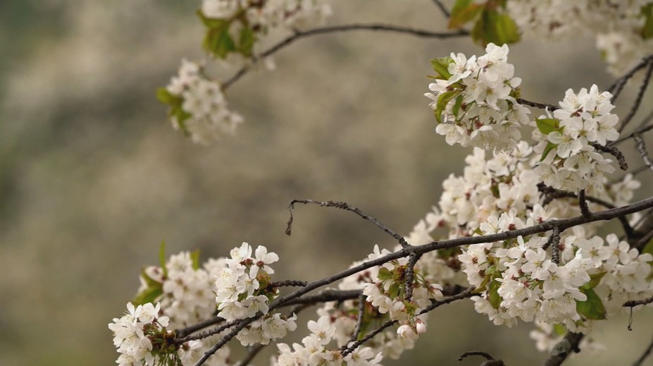 Čerešňové sady na Gemeri chradnú. Výkyvy počasia dali stromom poriadne zabrať