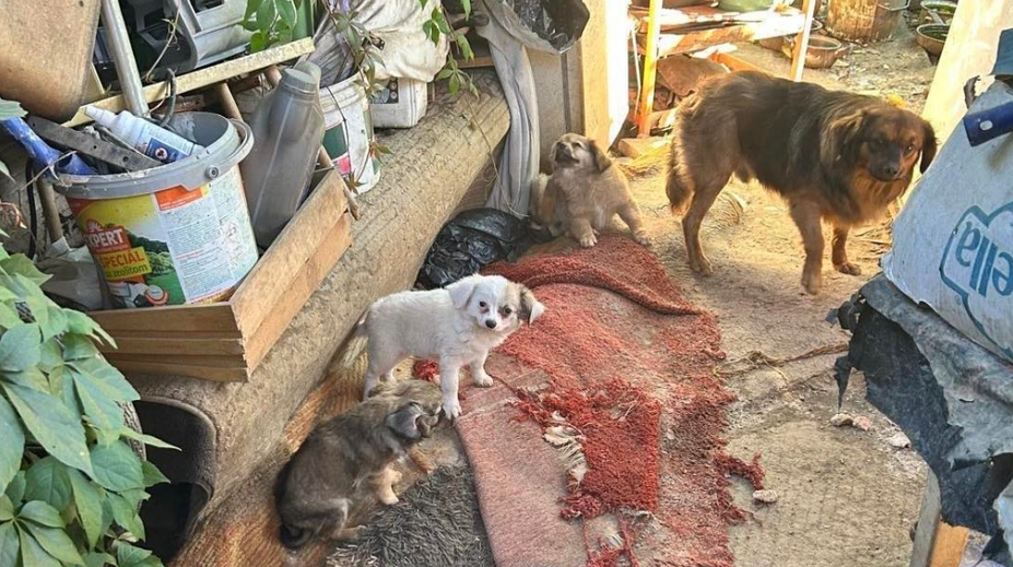 Psy žili v špine, s parazitmi a s hnijúcim jedlom. Polícia odhalila pri Prievidzi nelegálny chov